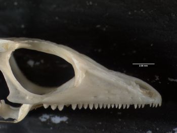 Media type: image;   Herpetology R-136674